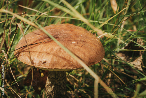 Blushing Bolete (Leccinum roseofractum) Eco Autumn mushroom. Edible mushroom that grows in the forest under trees in moss. Edible, very tasty, baked without pre-cooking, marinated, dried