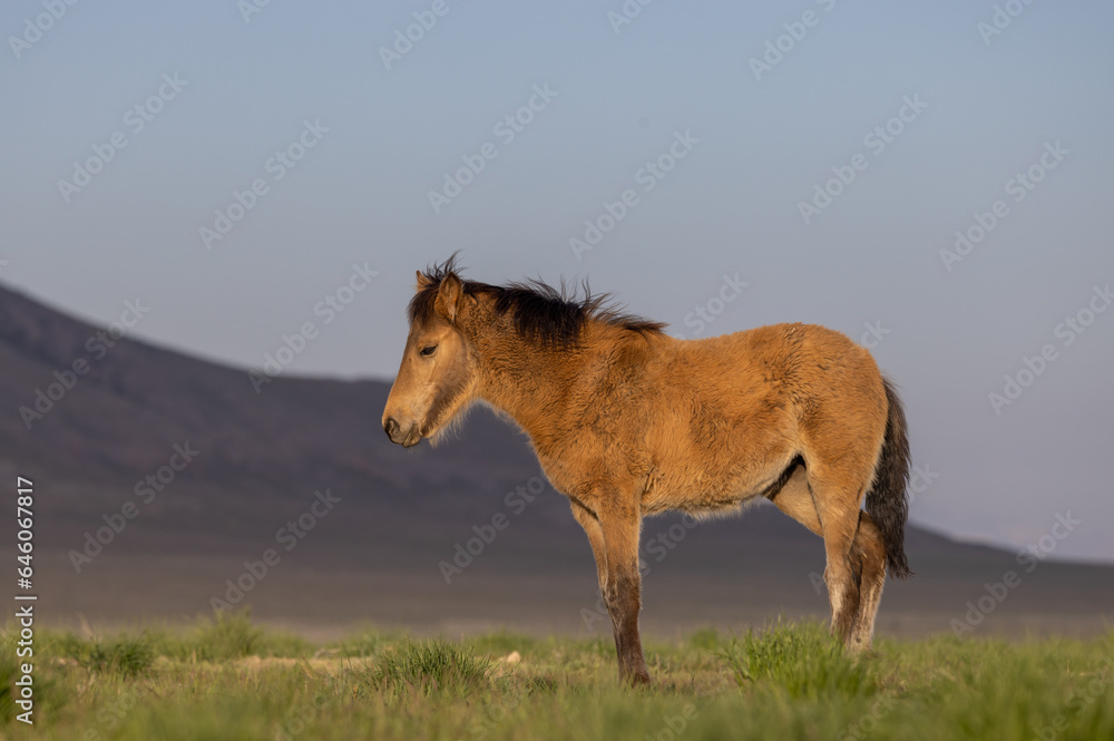 Wild Horse Foal in the Utah Desert in Springtime Wild Horse Foal in the Utah Desert in Springtime