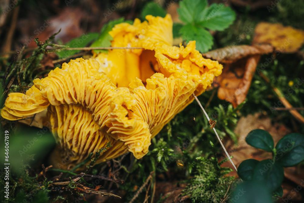 Yellow Chanterelle Eco Autumn mushroom. Edible mushroom that grows in the forest under trees in moss. Edible, very tasty, baked without pre-cooking, marinated, dried, salted or pickled Eko Rudens sene - obrazy, fototapety, plakaty 