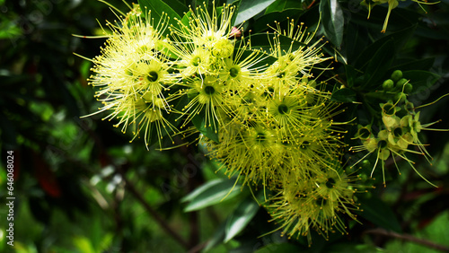 close up of a plant