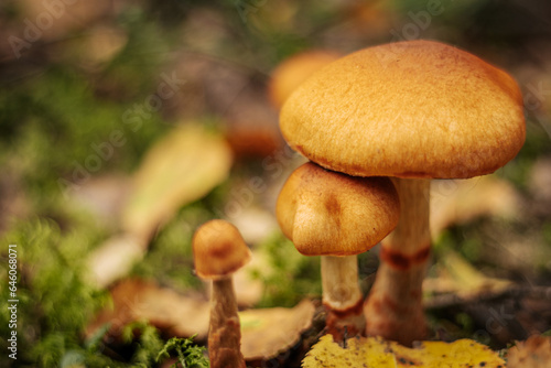 Honey nut mushroom in the autumn forest
