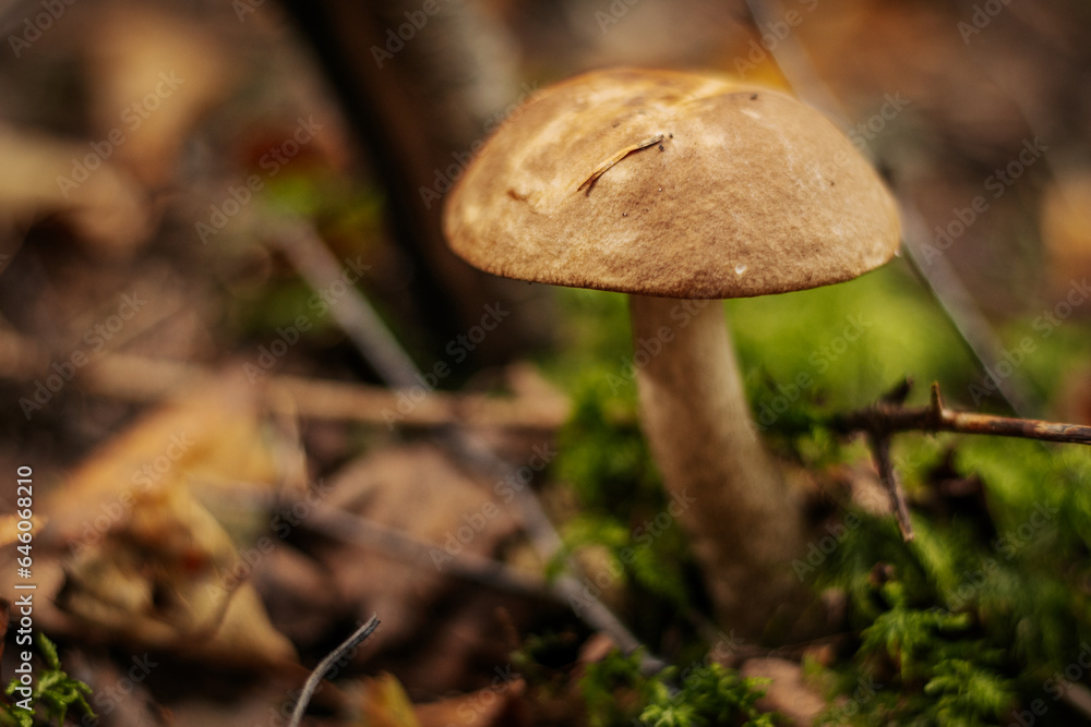 Blushing Bolete (Leccinum roseofractum) Eco Autumn mushroom. Edible mushroom that grows in the forest under trees in moss. Edible, very tasty, baked without pre-cooking, marinated, dried Blushing Bolete (Leccinum roseofractum) Eco Autumn mushroom. Edible mushroom that grows in the forest under trees in moss. Edible, very tasty, baked without pre-cooking, marinated, dried