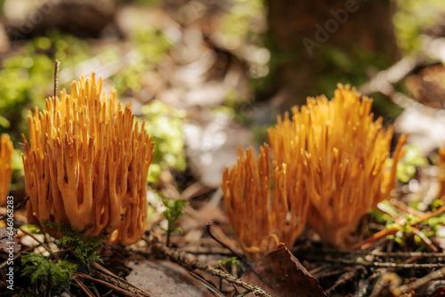 Standing corallene. Eco Autumn mushroom. It is not an edible mushroom that grows in the forest under the trees in the moss. A beautiful autumn mushroom with a yellowish color