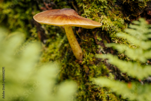 Blackedged Shield. Edible mushroom that grows in the forest under trees in moss. Edible, very tasty, baked without pre-cooking, marinated, dried, salted or pickled Eko Rudens sene. Edible mushroom tha