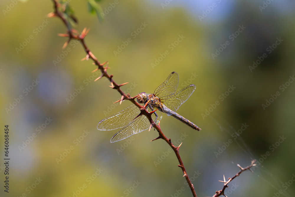 dragonfly on a branch dragonfly on a branch