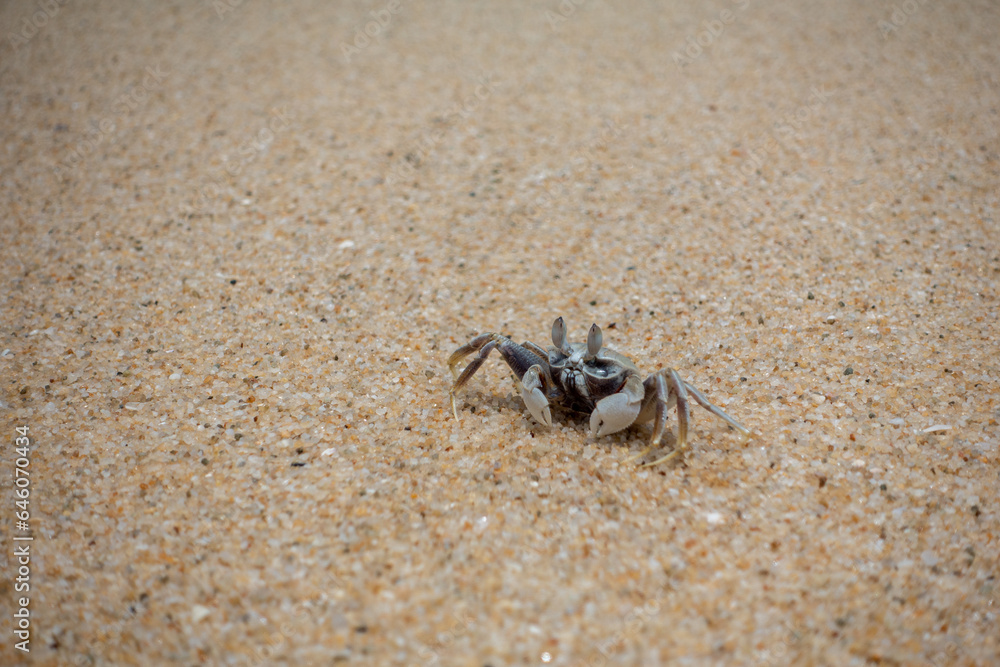 crab on the beach