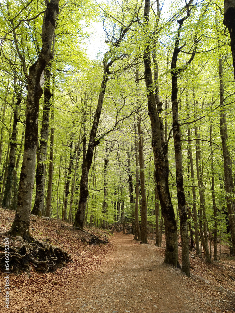 Forest of Ordesa and Monte Perdido National Park (Aragon, Spain) Forest of Ordesa and Monte Perdido National Park (Aragon, Spain)