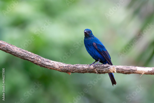 Beautiful bright blue bird in nature. Asian Fairy-bluebird  Irena puella 