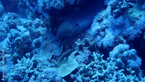 Fish hiding close to a coral reef photo