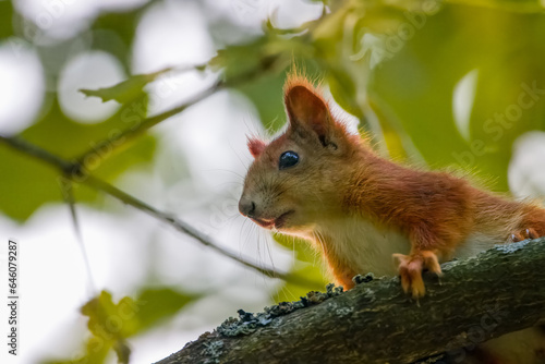 A red Squirrel sits on the branch and looks towards a camera. Close-up portrait of red squirrel.  © Mariia