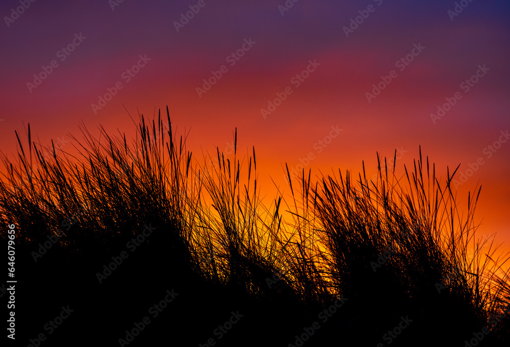 Beach grass silhouetted against a spectacular sunset 