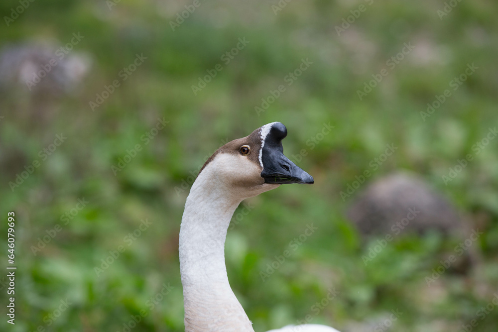 Goose Goose