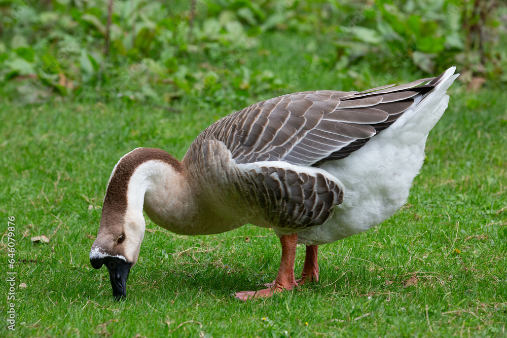 Goose Goose