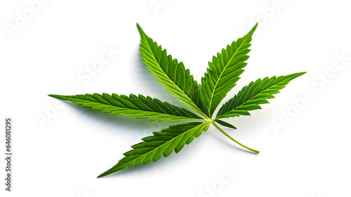 cannabis leaf isolated on white background