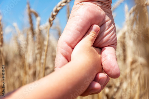 Adult and child's hands against the background of a wheat field. Support and trust. Close-up.