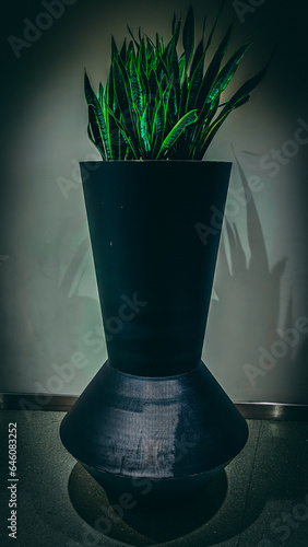 Large Green Plant in a pot