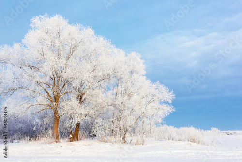 Winter beautiful landscape with trees covered with hoarfrost.