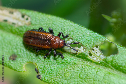 Goldenrod Leaf Miner Beetle on a leaf, Microrhopala Vittata