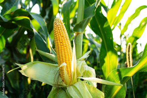 Fototapeta Naklejka Na Ścianę i Meble -  Yellow big corn in a corn field. Sweet juicy corn close-up