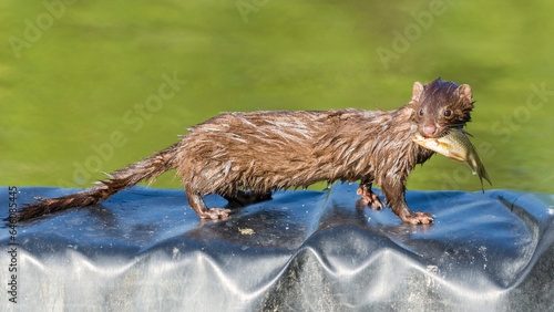 Bilde på lerret Selective focus on American mink, Neogale Vison, catching fish from a pond in To