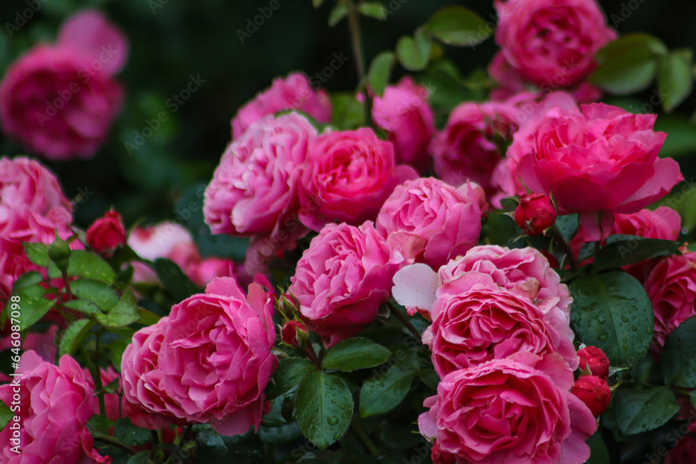 Rosa Leonardo da Vinci in the garden Rosa Leonardo da Vinci in the garden