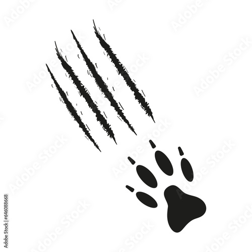 Paw print with claws of dog or wolf with traces of scratches. Black silhouette. Vector isolated Claw marks, cuts, wounds. Paw of wild animal, coyote, fox, tiger, lion, cat puma leopard cheetah jaguar