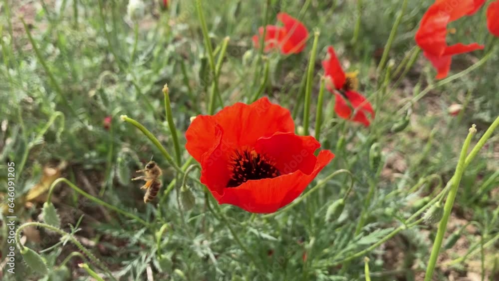 Bee pollinate wild red poppy flowers in the meadow Bee pollinate wild red poppy flowers in the meadow