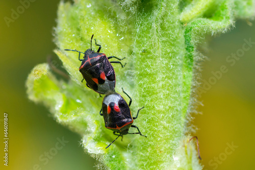 Twice-Stabbed Stink Bugs mating, Cosmopepla Lintneriana photo