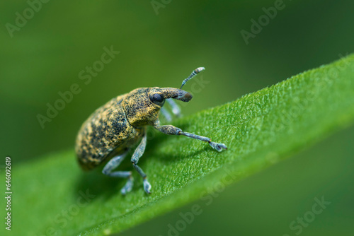 Canada Thistle Bud Weevil on a leaf, Larinus Carlinae © JossK