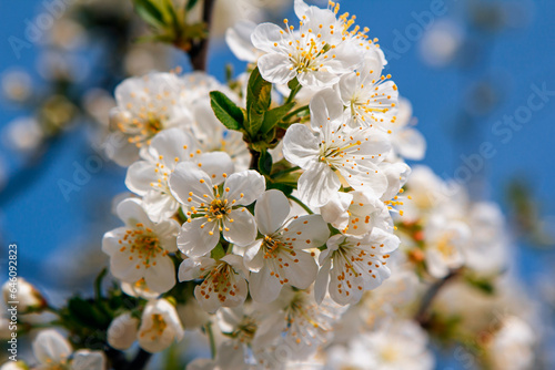 Beautiful blooming cherry tree branches with white buds and flowers growing in a garden with blue sky on background. Spring nature background.