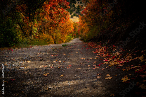 autumn road in the forest