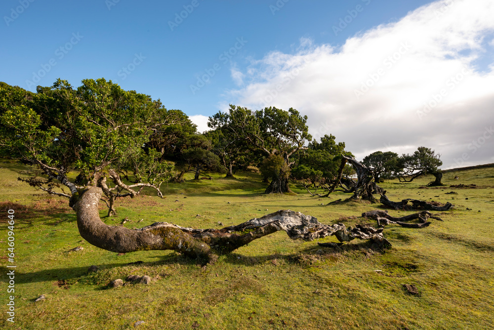 Gnarled trunk of a nearly horizontally growing stinkwood laurel tree (Ocotea foetens) at Fanal, Madeira