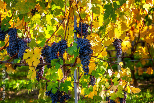 Ripe grapes among green and yellow autumnal leaves in Italy.