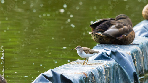 Photography Spotted Sandpiper, Actitis Macularius, near a pond in Toronto, Canada