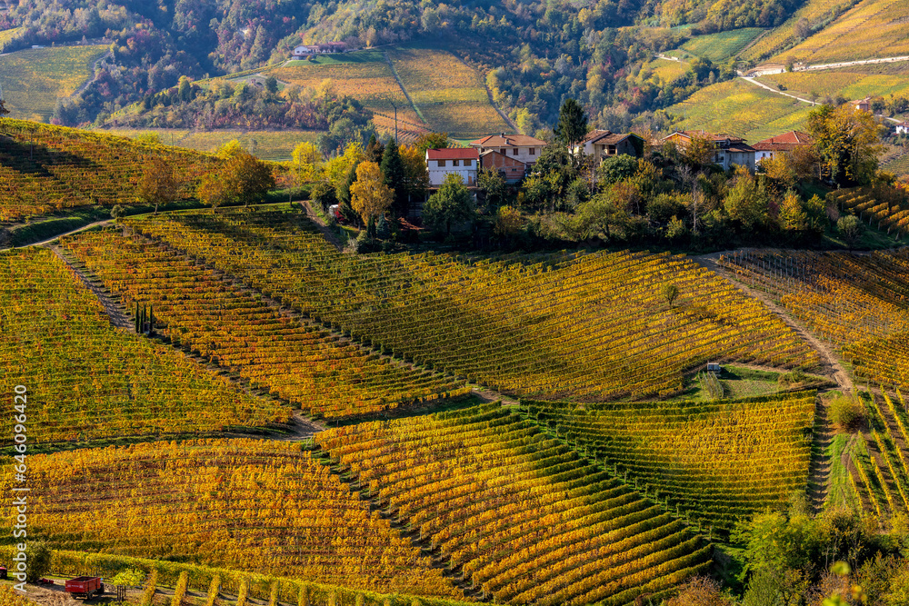 Colorful autumnal vineyards grow on the hills in Northern Italy.