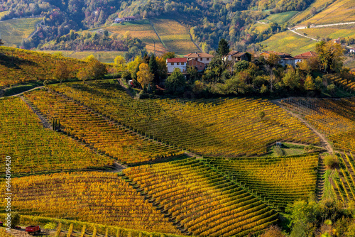 Colorful autumnal vineyards grow on the hills in Northern Italy.