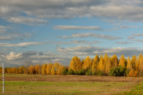 Beautiful autumn landscape. autumn yellow birch forest in the distance.
