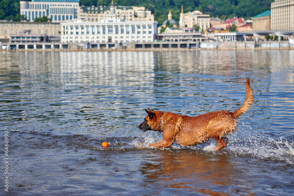 Belgian Shepherd Malinois dog playing with a ball in the river Belgian Shepherd Malinois dog playing with a ball in the river