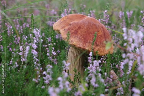 Beautiful single mushroom Aureoboletus projectellus in blooming heather. It is bolete fungus. Found in North America, and recently in Europe.