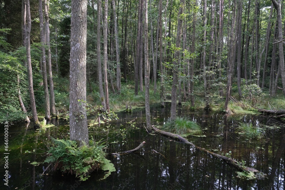 Fototapeta premium Trees in the wetlands around Lubiatowskie Dunes. Nature trail on the Baltic Sea. Lubiatowo, Pomerania, Poland