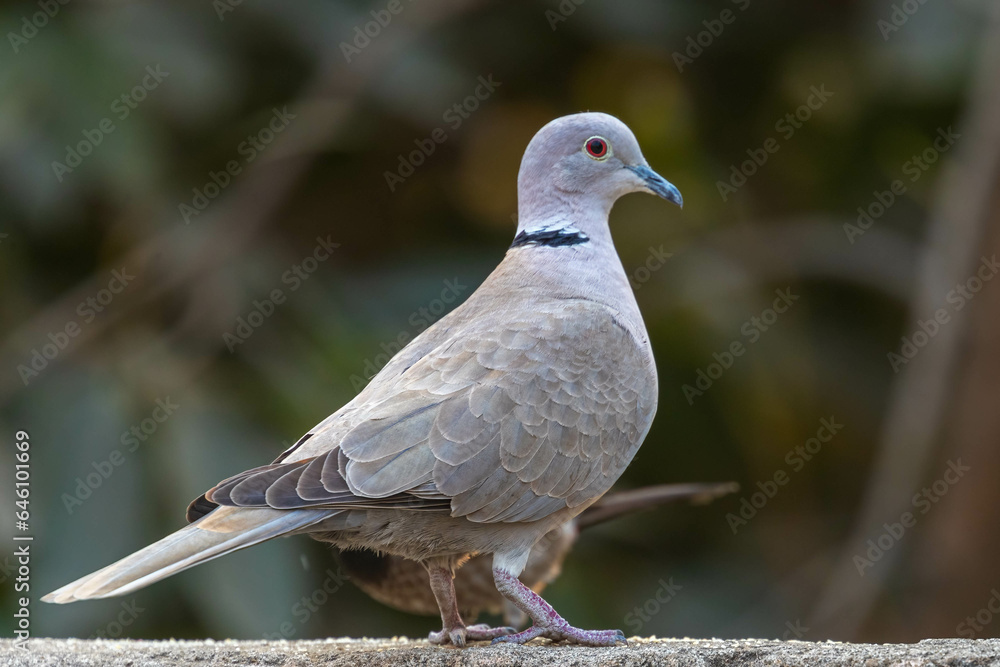 A Portrait of a Collar Dove A Portrait of a Collar Dove