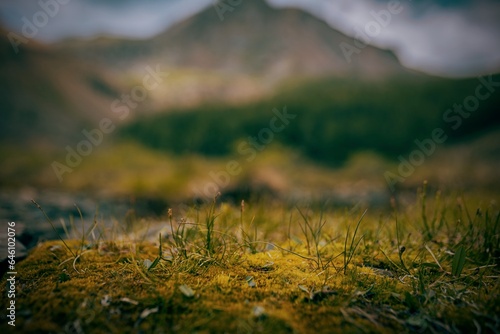 Grass in autumn 