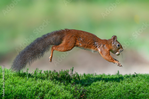 Hungy Eurasian red squirrel (Sciurus vulgaris) running in the forets searching for food. Noord-Brabant in the Netherlands.                                                                               © Albert Beukhof