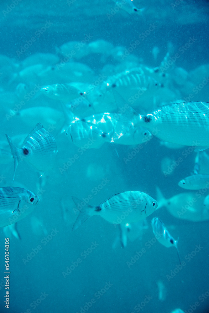 Fototapeta premium fish swimming in the sea