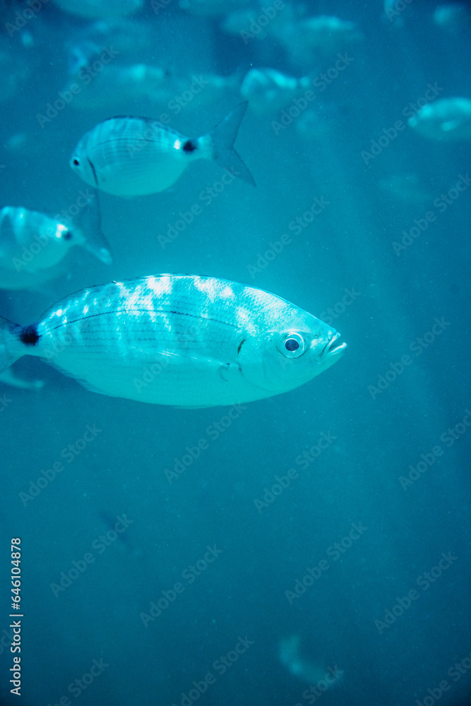 Naklejka premium fish swimming in the sea