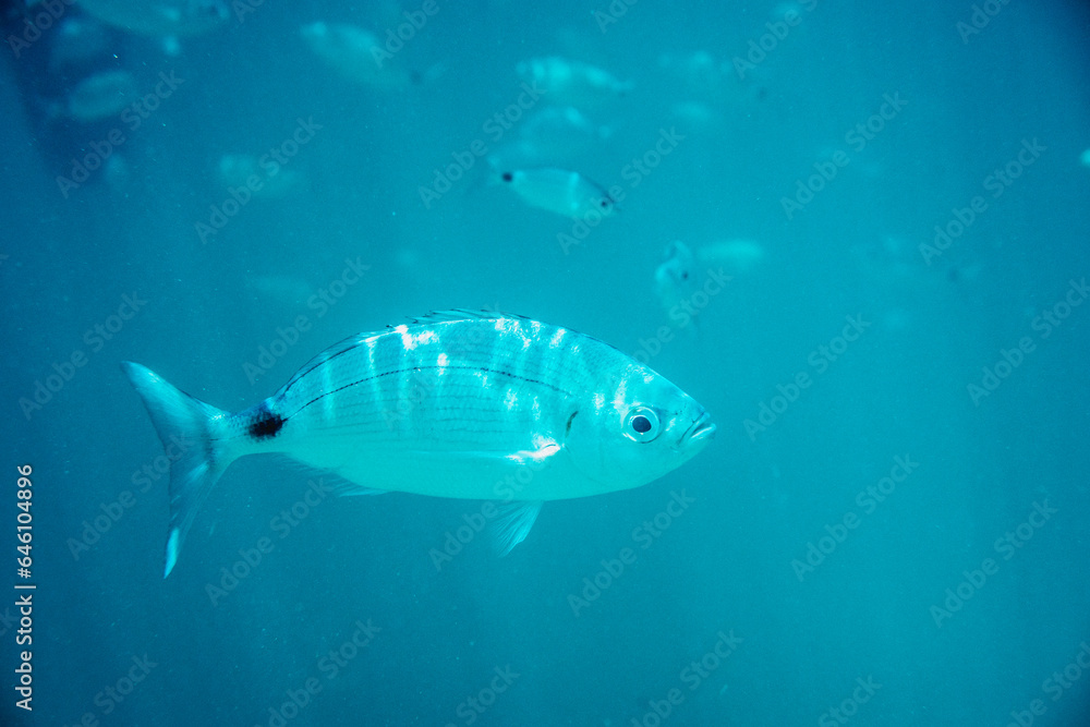 Naklejka premium fish swimming in the sea