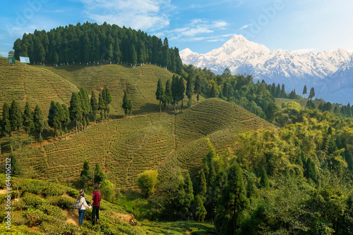 Beautiful scenic landscape with view of tea plantations on the mountain slopes and the Kanchenjunga Himalaya range at Tinchuley, Darjeeling, India