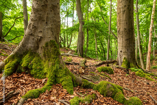 Close-up of the moss-covered trunks of mighty old beech trees, Hohenstein Nature Reserve, Süntel, Weserbergland, Germany