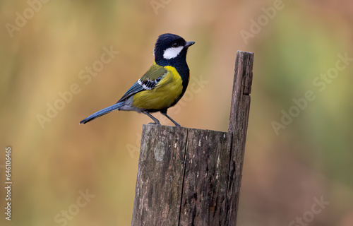 Great tit bird with yellow and black plumage commonly found in North India