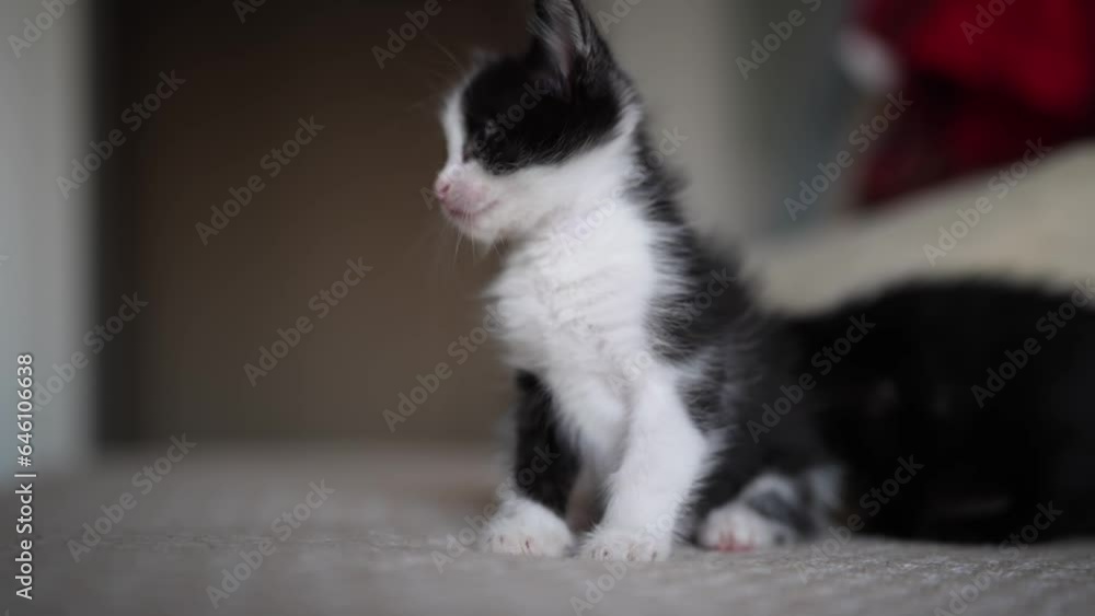 Cute little black and white kitten sitting on sofa. Young cute little kitty at home. Cute funny home pets. Domestic animal and young kittens Cute little black and white kitten sitting on sofa. Young cute little kitty at home. Cute funny home pets. Domestic animal and young kittens